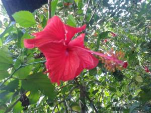 জবা ফুল, নারীর প্রজননতন্ত্র চিনতে আমরা যার সাহায্য নিয়েছি। ছবি: শহীদুল সবুজ