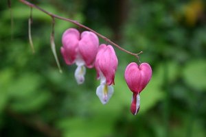 Bleeding Heart Photo by Tanvir Zahid Nayan